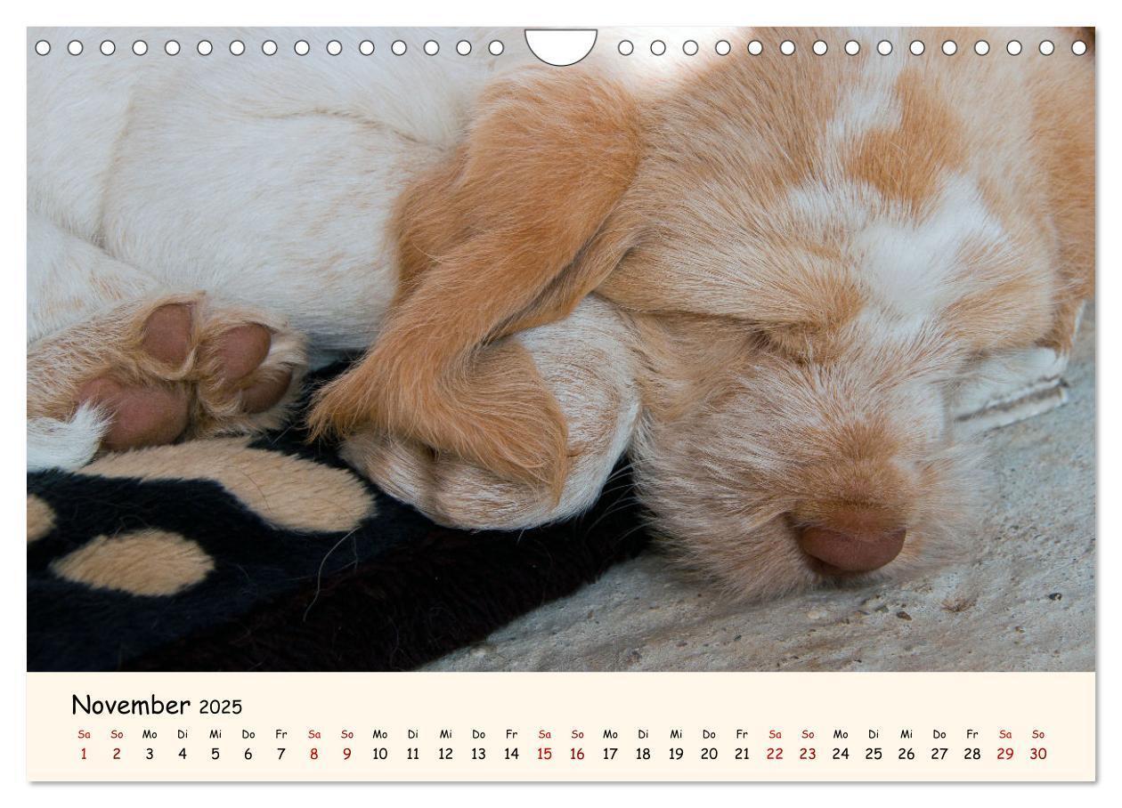 Bild: 9783435054275 | Spinone Italiano Welpen - Kleine Clowns (Wandkalender 2025 DIN A4...