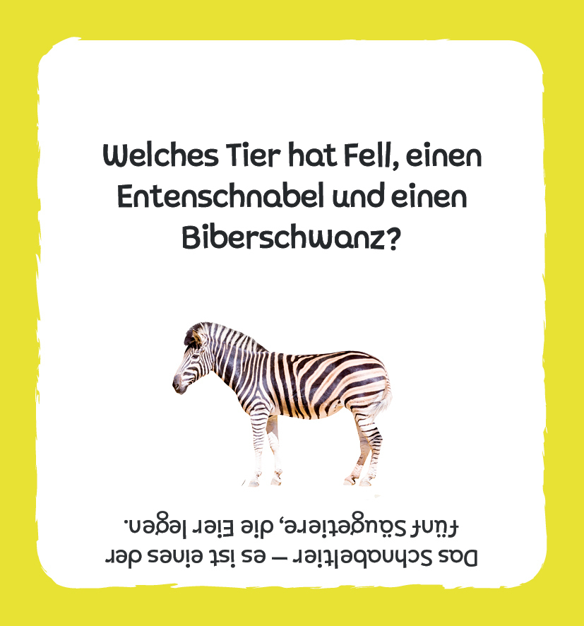 Bild: 4260478342415 | Kartenbox: Das große Quiz - Tiere | Aurore Meyer | Spiel | 250 S.