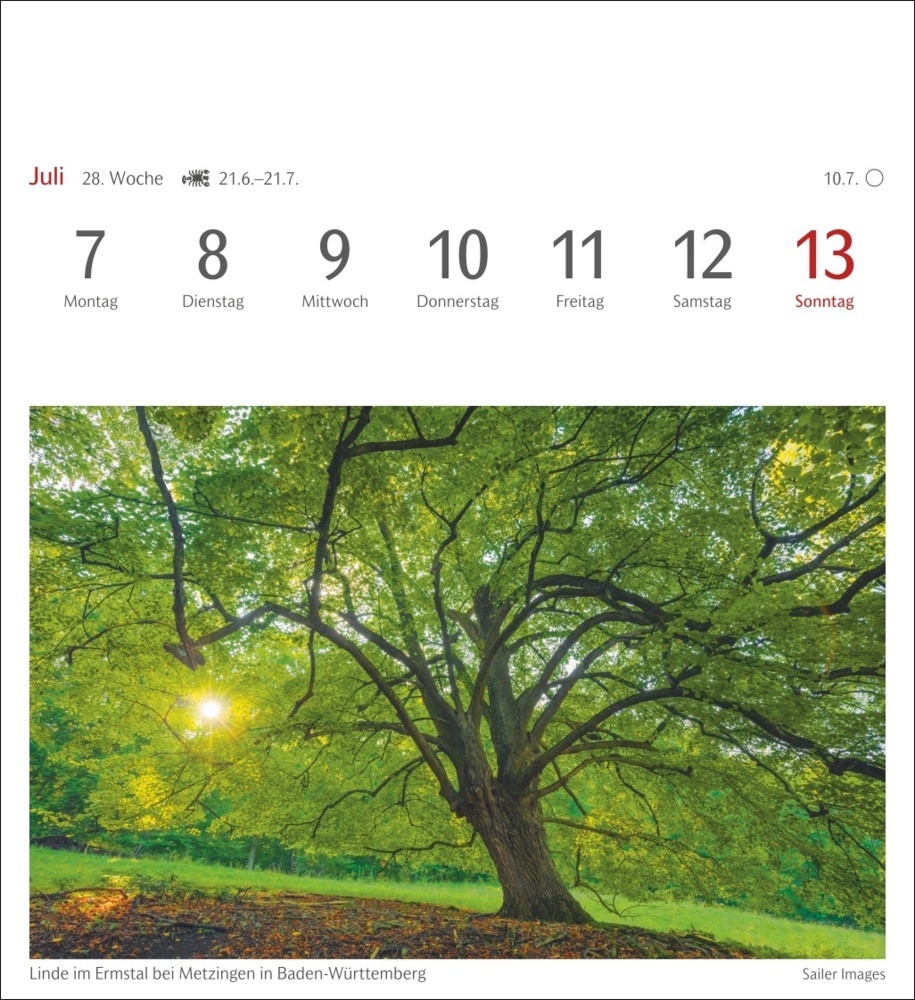 Bild: 9783840033483 | Bäume Postkartenkalender 2025 - Wochenkalender mit 53 Postkarten