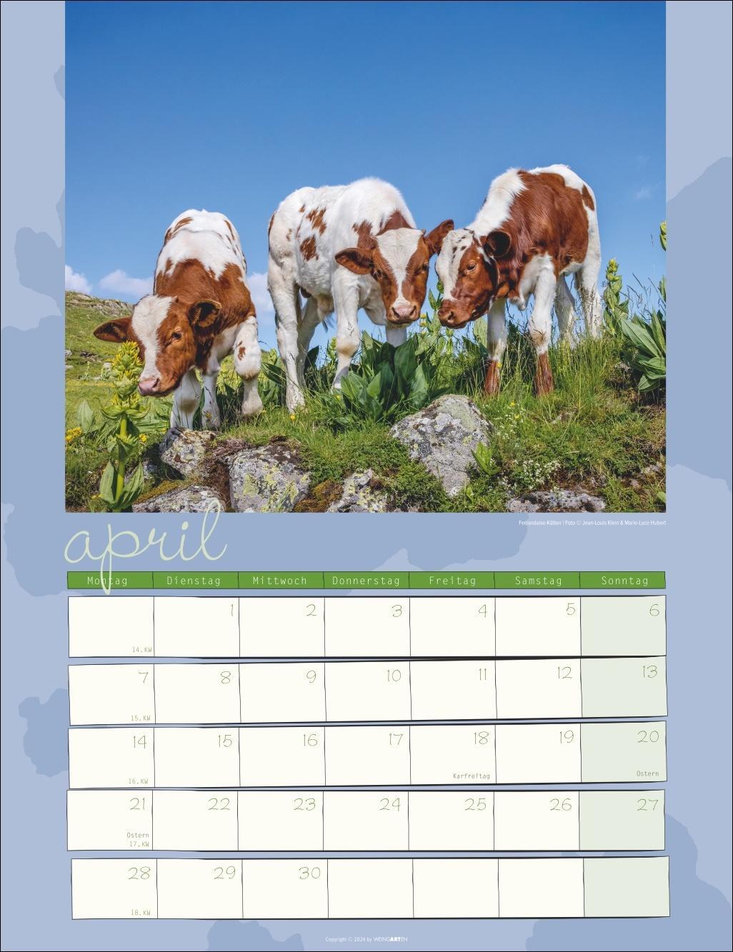 Bild: 9783839900734 | Kuh Kalender 2025 | Kalender | Spiralbindung | 14 S. | Deutsch | 2025