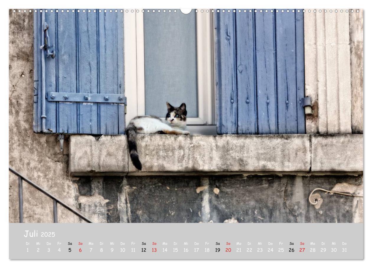 Bild: 9783435787333 | Katzen des Südens (Wandkalender 2025 DIN A2 quer), CALVENDO...