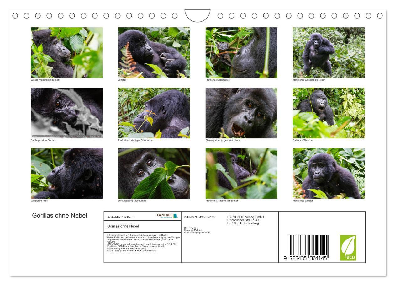 Bild: 9783435364145 | Gorillas ohne Nebel (Wandkalender 2025 DIN A4 quer), CALVENDO...