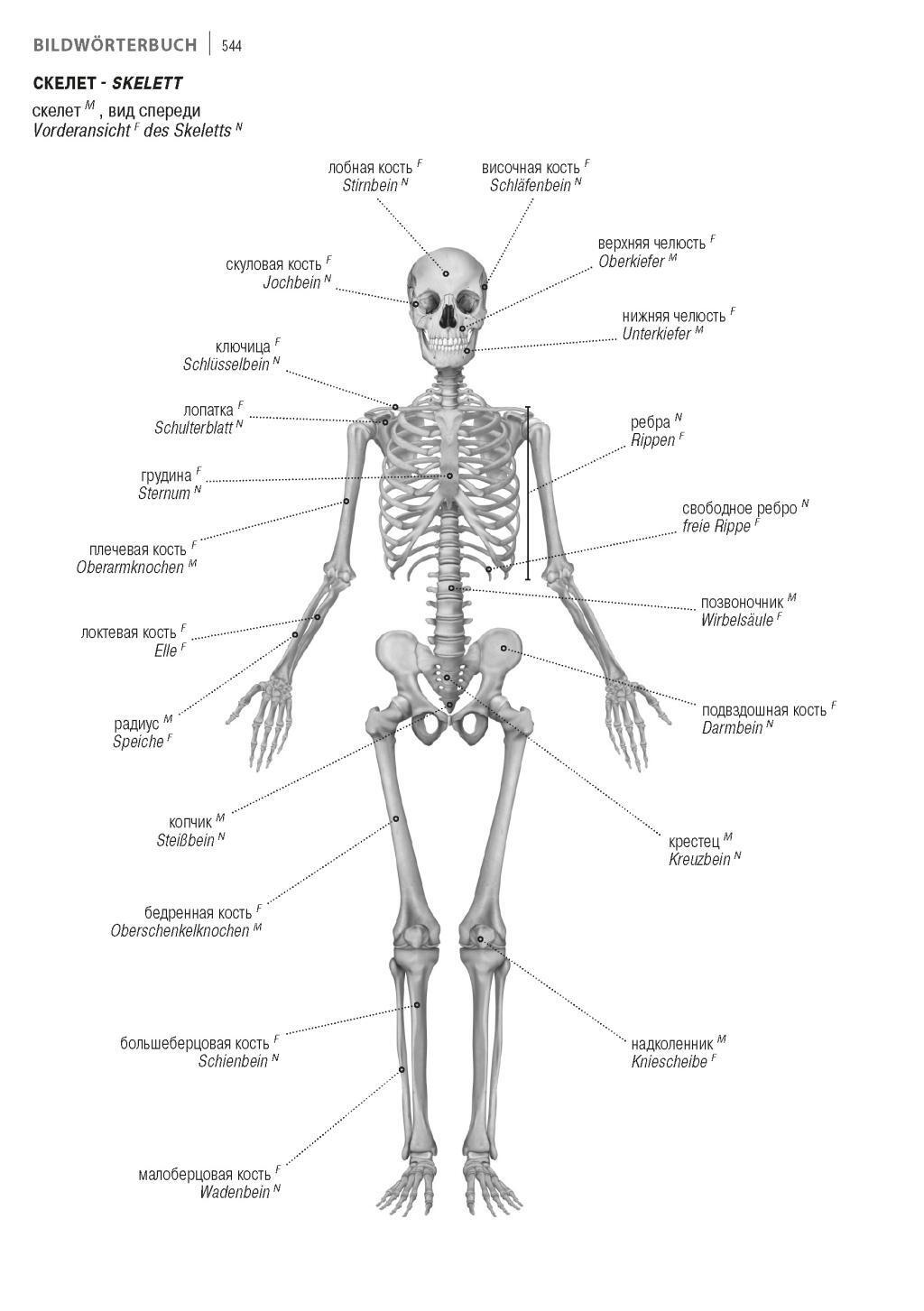 Bild: 9783898947091 | Fachwörterbuch Medizin Deutsch-Russisch | Jourist Verlag | Taschenbuch