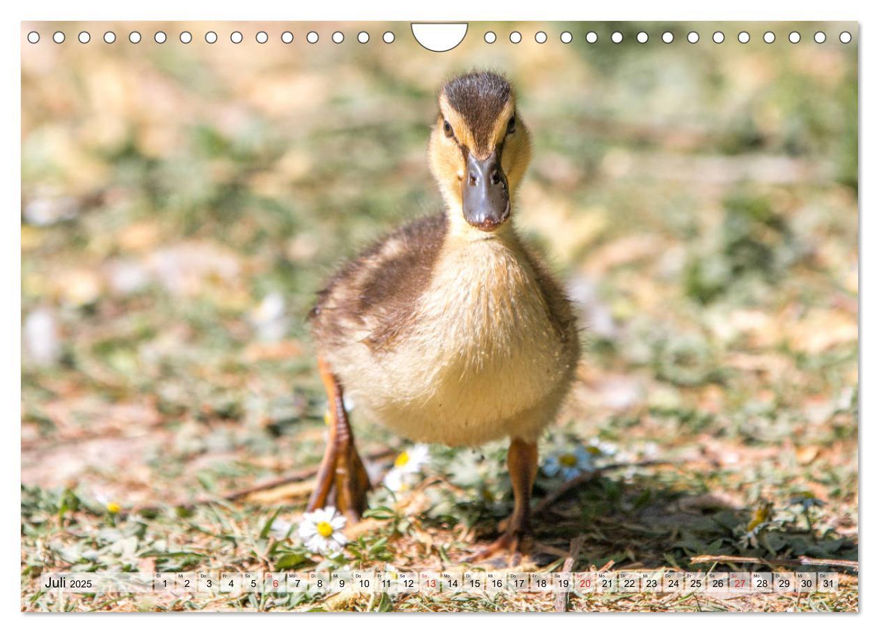 Bild: 9783435116225 | Wunderschöne Stockenten - Europäische Wasservögel (Wandkalender...