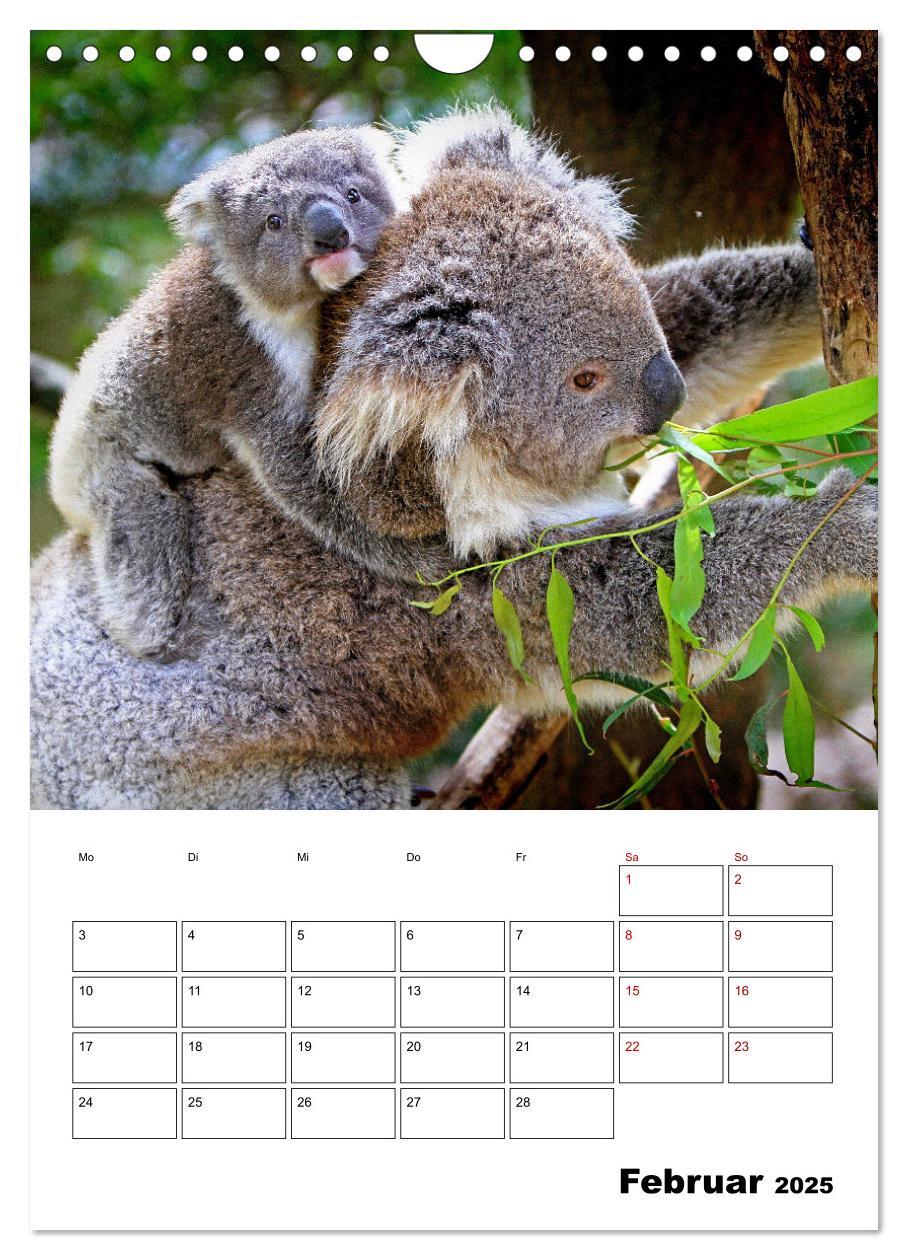 Bild: 9783435932603 | Australiens faszinierende Tierwelt (Wandkalender 2025 DIN A4 hoch),...