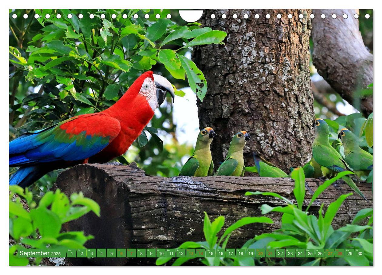 Bild: 9783435263196 | Aras im Pantanal (Wandkalender 2025 DIN A4 quer), CALVENDO...