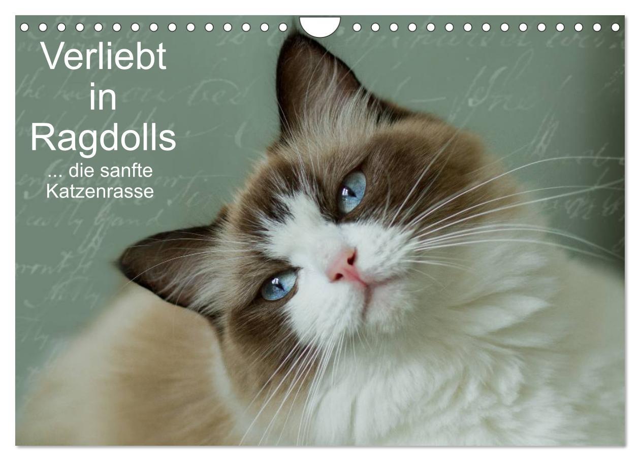 Cover: 9783435492268 | Verliebt in Ragdolls ... die sanfte Katzenrasse (Wandkalender 2025...