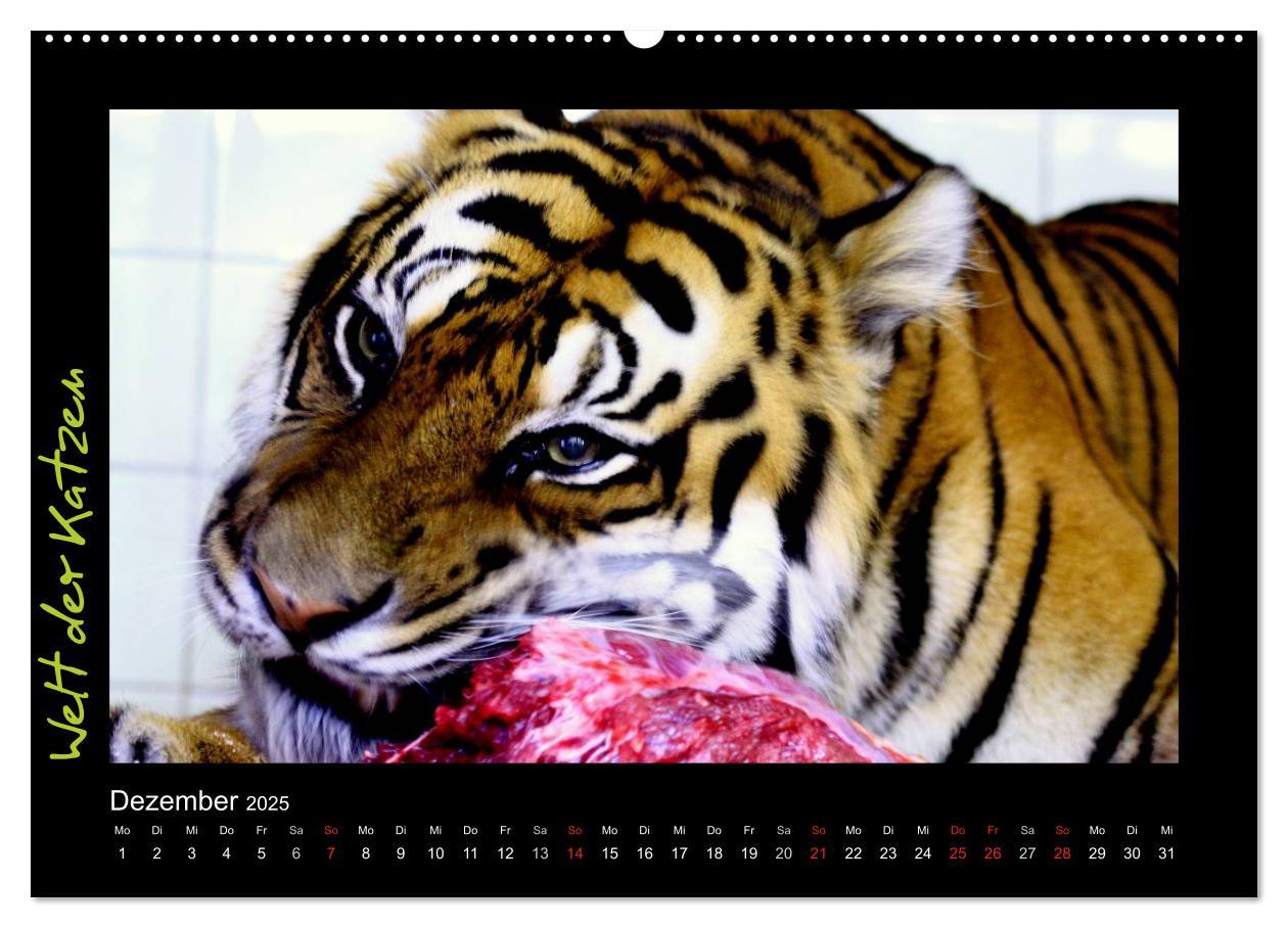 Bild: 9783435774920 | Welt der Katzen - Tiger (Wandkalender 2025 DIN A2 quer), CALVENDO...