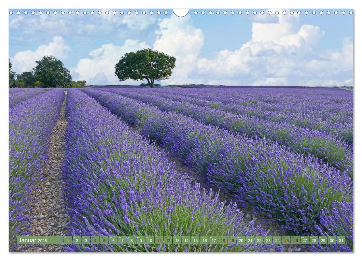 Bild: 9783383882609 | Der Duft von Lavendel (Wandkalender 2025 DIN A3 quer), CALVENDO...