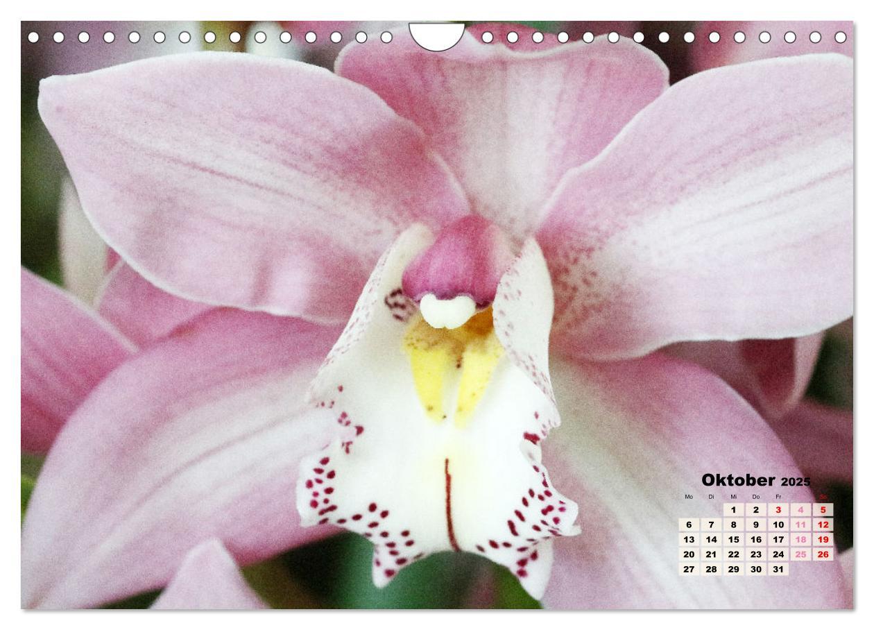 Bild: 9783383915901 | Schönste Orchideen (Wandkalender 2025 DIN A4 quer), CALVENDO...