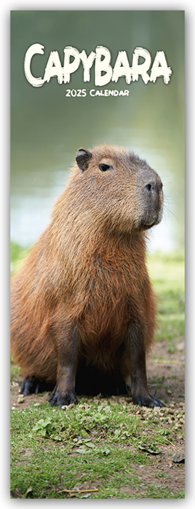 Cover: 9781804605349 | Capybara - Wasserschwein 2025 | Avonside Publishing Ltd | Kalender