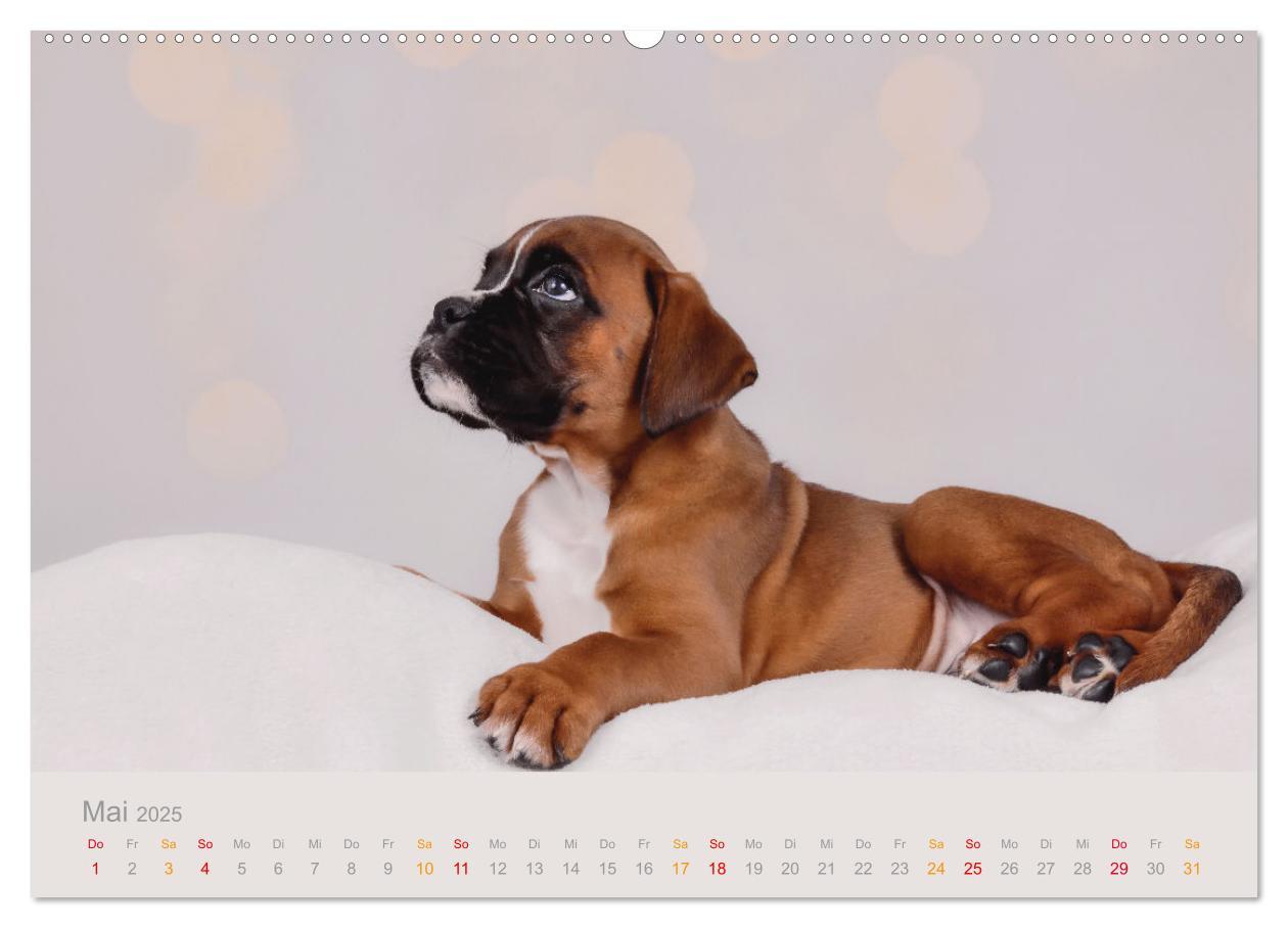 Bild: 9783457226179 | Boxer Welpen einfach zuckersüß (Wandkalender 2025 DIN A2 quer),...