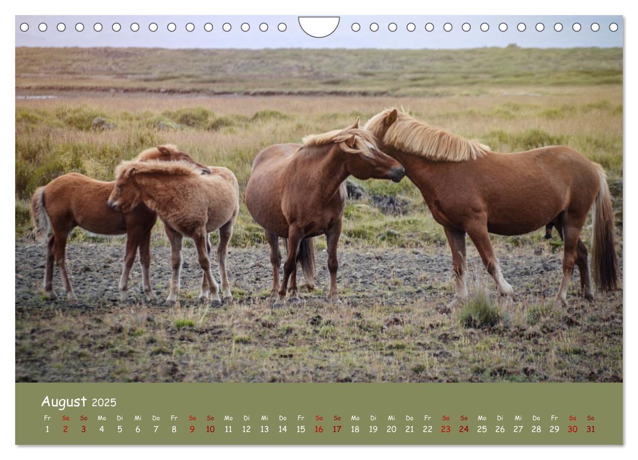 Bild: 9783435072293 | Das Islandpferd (Wandkalender 2025 DIN A4 quer), CALVENDO...