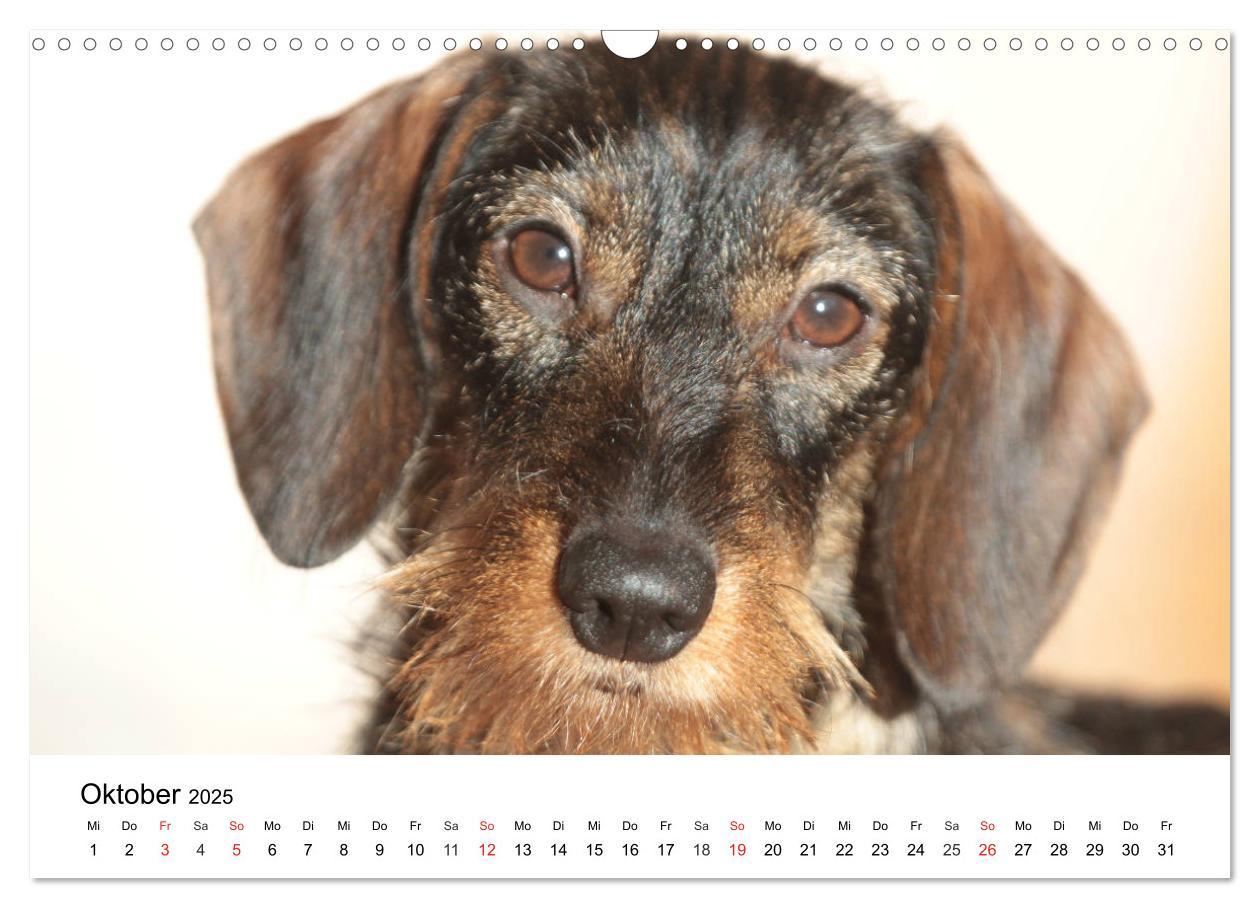 Bild: 9783435172856 | Ein Dackelkind blickt zurück (Wandkalender 2025 DIN A3 quer),...