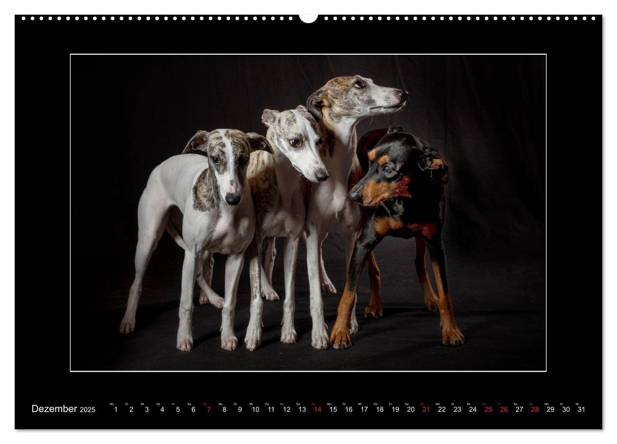 Bild: 9783435176809 | Windhunde - Schnelle Schönheiten (Wandkalender 2025 DIN A2 quer),...