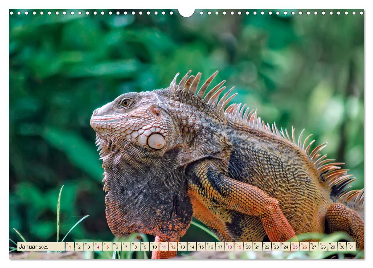 Bild: 9783435335527 | Wunderschöner Leguan (Wandkalender 2025 DIN A3 quer), CALVENDO...