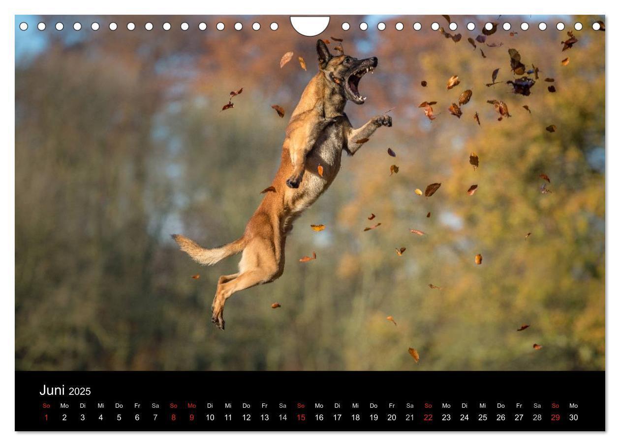 Bild: 9783435631919 | Belgischer Schäferhund - Der Malinois in Action (Wandkalender 2025...