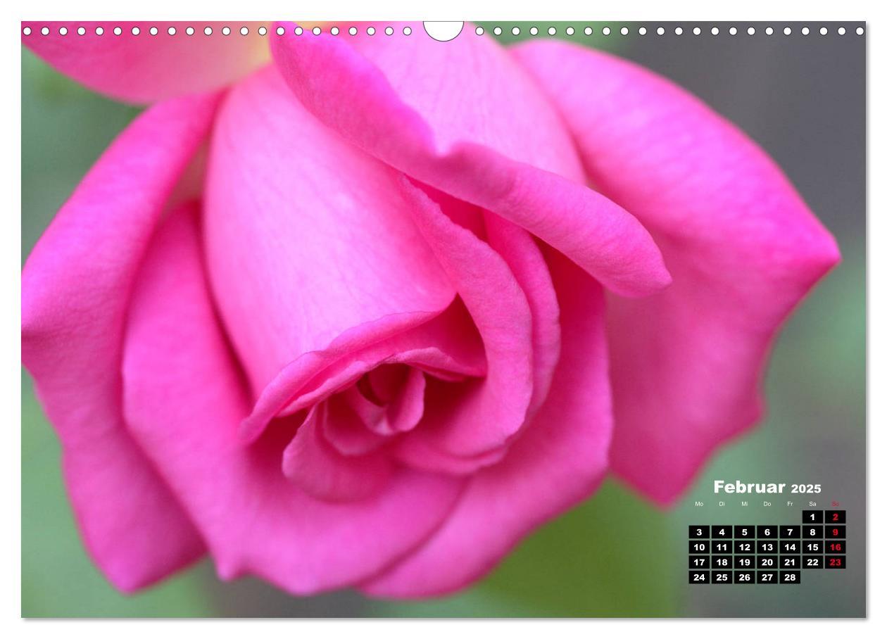 Bild: 9783435234851 | Magie der Rosen (Wandkalender 2025 DIN A3 quer), CALVENDO...