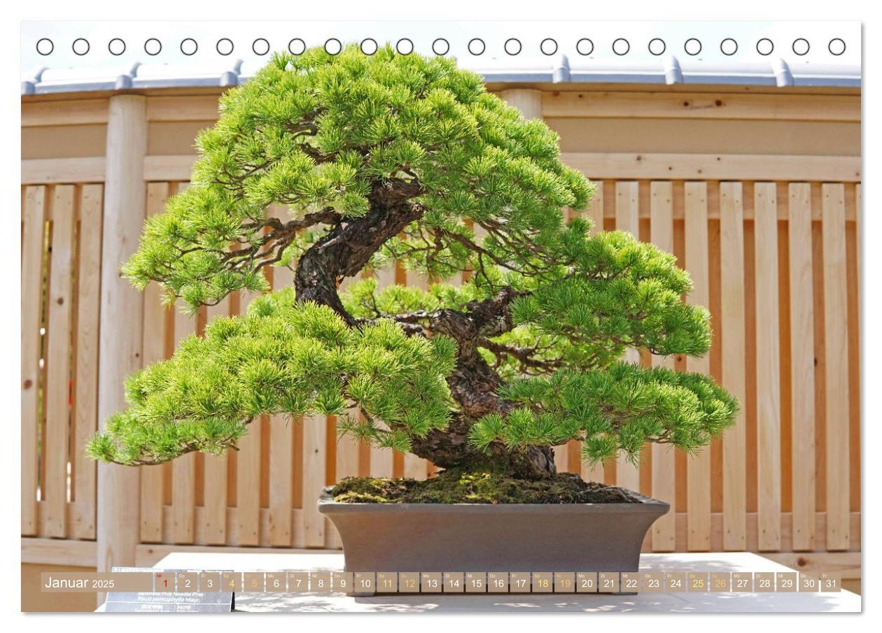 Bild: 9783457198148 | Gartenkunst aus Japan: Bonsai (Tischkalender 2025 DIN A5 quer),...