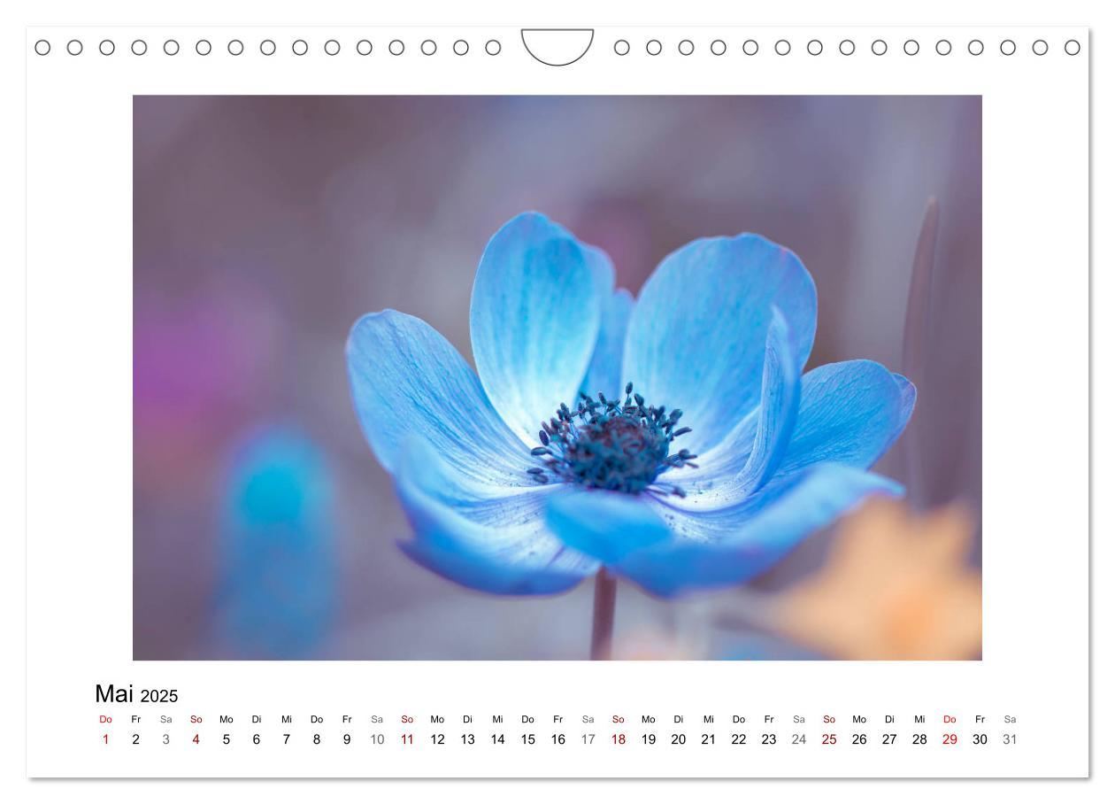 Bild: 9783435301355 | Blauer Blütentraum (Wandkalender 2025 DIN A4 quer), CALVENDO...