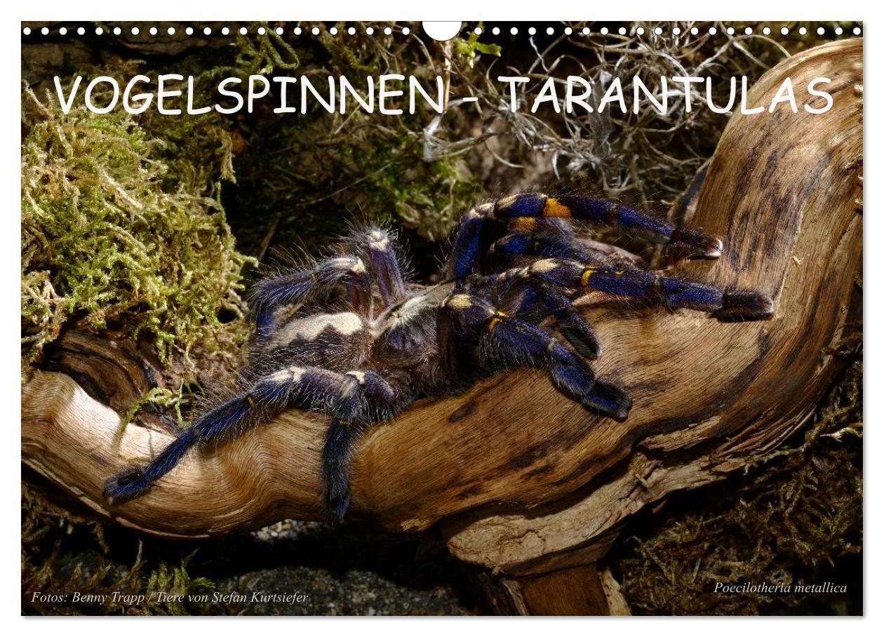 Cover: 9783435775866 | Vogelspinnen - Tarantulas (Wandkalender 2025 DIN A3 quer), CALVENDO...