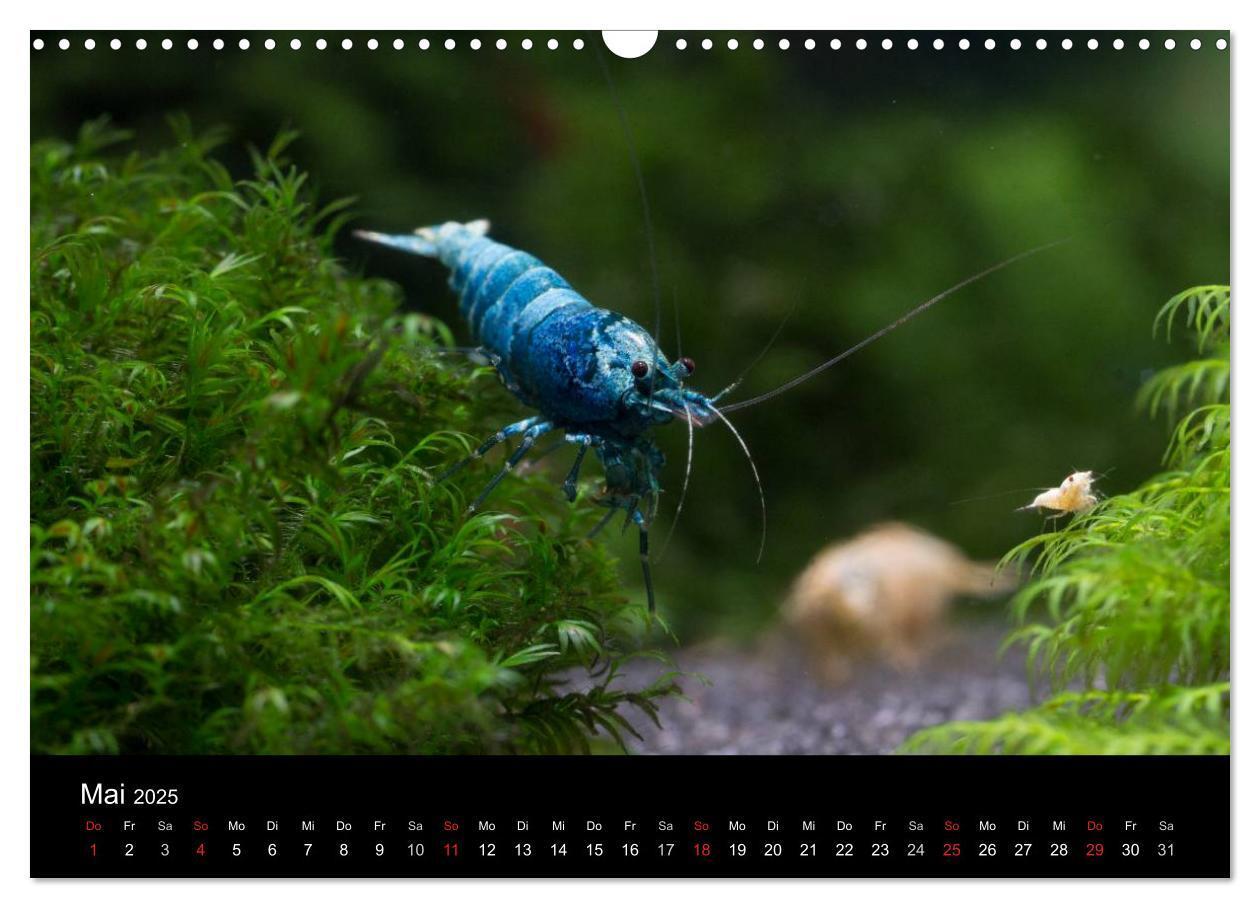 Bild: 9783435561582 | Zwerggarnelen - gepanzerte Juwelen im Aquarium (Wandkalender 2025...