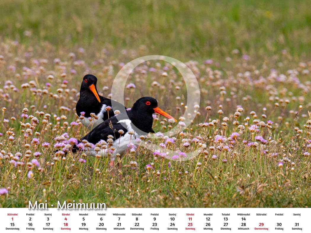 Bild: 9783924422028 | Amrum 2025 | Foto-Kalender | Kalender | Deutsch | 2025 | Quedens, Leif