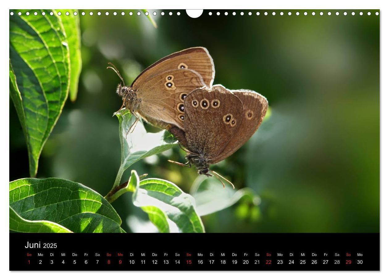 Bild: 9783435728855 | Heimische Schmetterlinge (Wandkalender 2025 DIN A3 quer), CALVENDO...