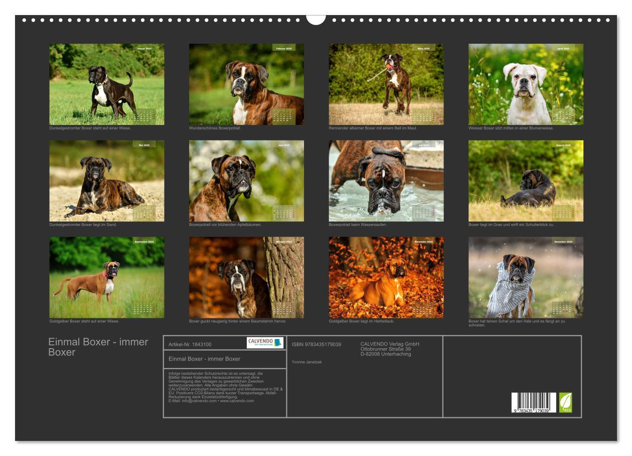 Bild: 9783435179039 | Einmal Boxer - immer Boxer (Wandkalender 2025 DIN A2 quer),...