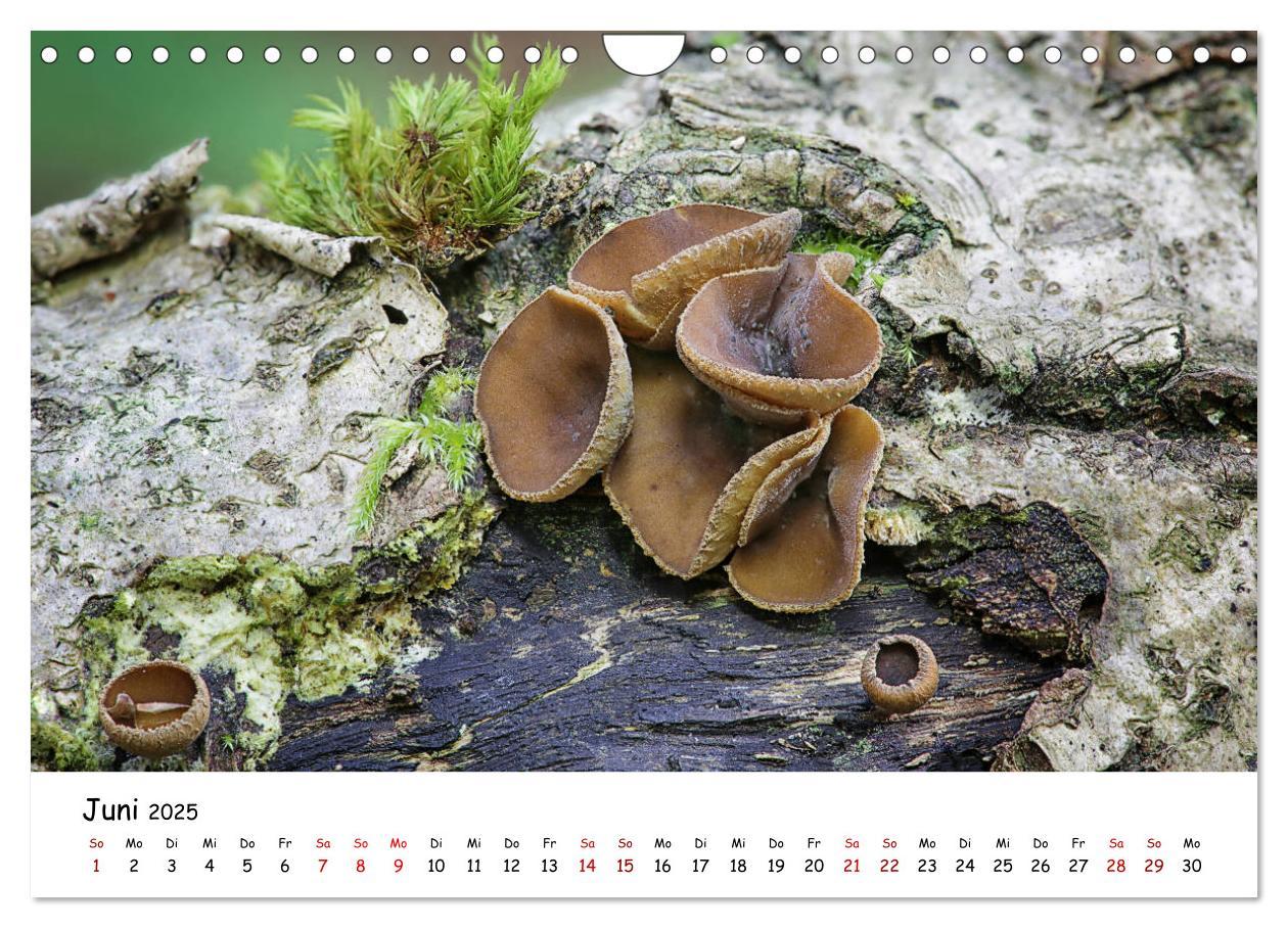 Bild: 9783435332007 | Pilzgalerie - Die bunte Welt der Baumpilze (Wandkalender 2025 DIN...