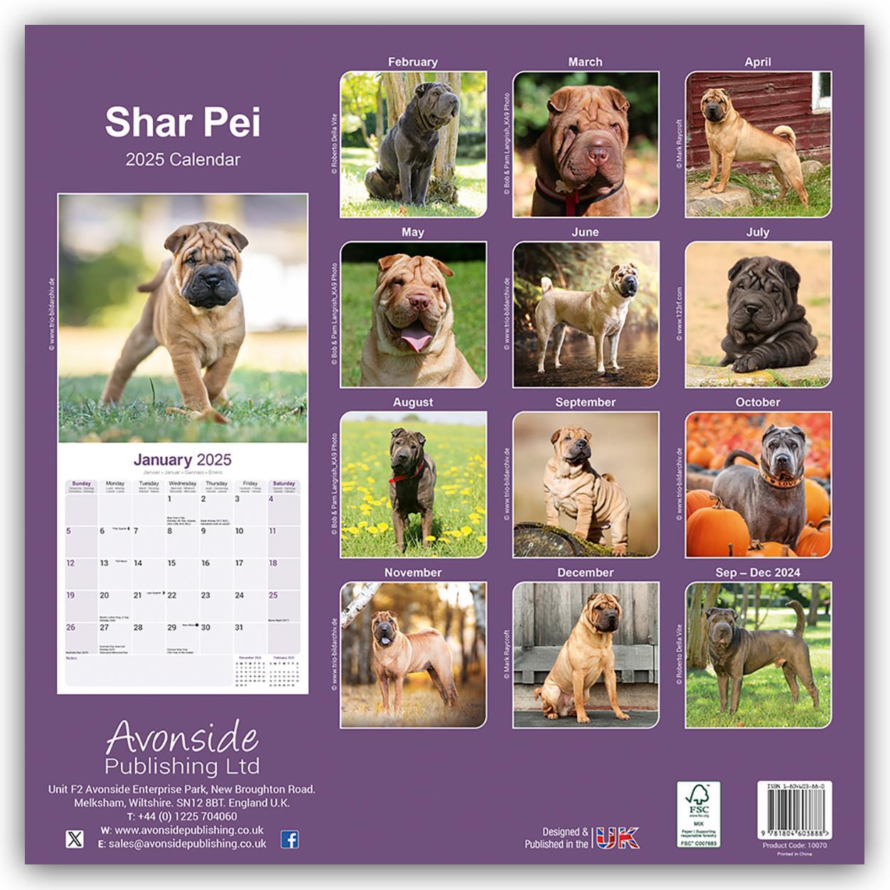 Rückseite: 9781804603888 | Shar Pei - Shar-Pei 2025 - 16-Monatskalender | Avonside Publishing Ltd