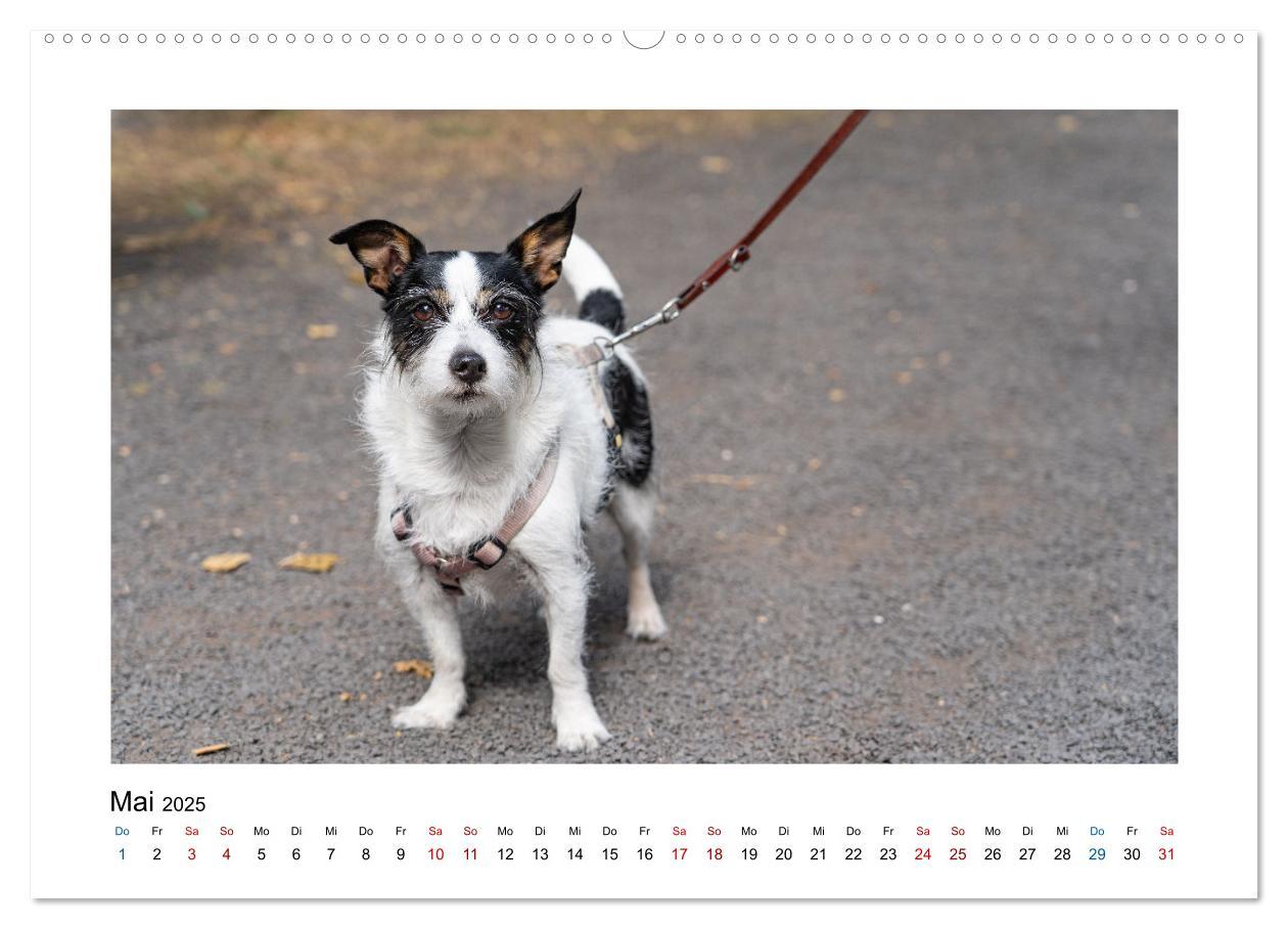 Bild: 9783383908224 | Hunde - vom Mischling bis zum Rassehund (Wandkalender 2025 DIN A2...