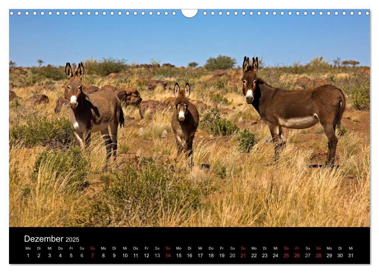 Bild: 9783435777280 | Namibias Tiere: von groß bis klein (Wandkalender 2025 DIN A3 quer),...