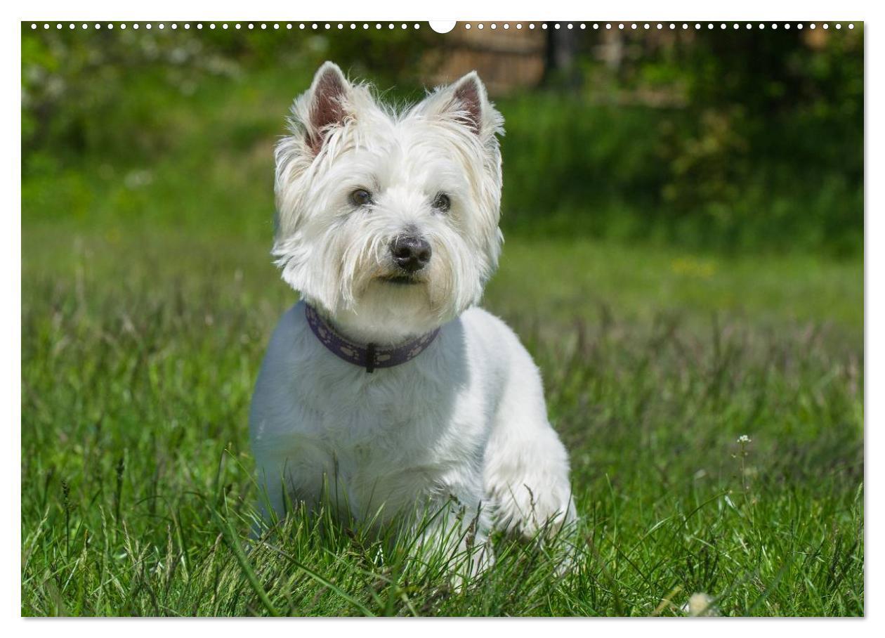 Bild: 9783435462186 | Kobold auf 4 Pfoten - West Highland White Terrier (Wandkalender...