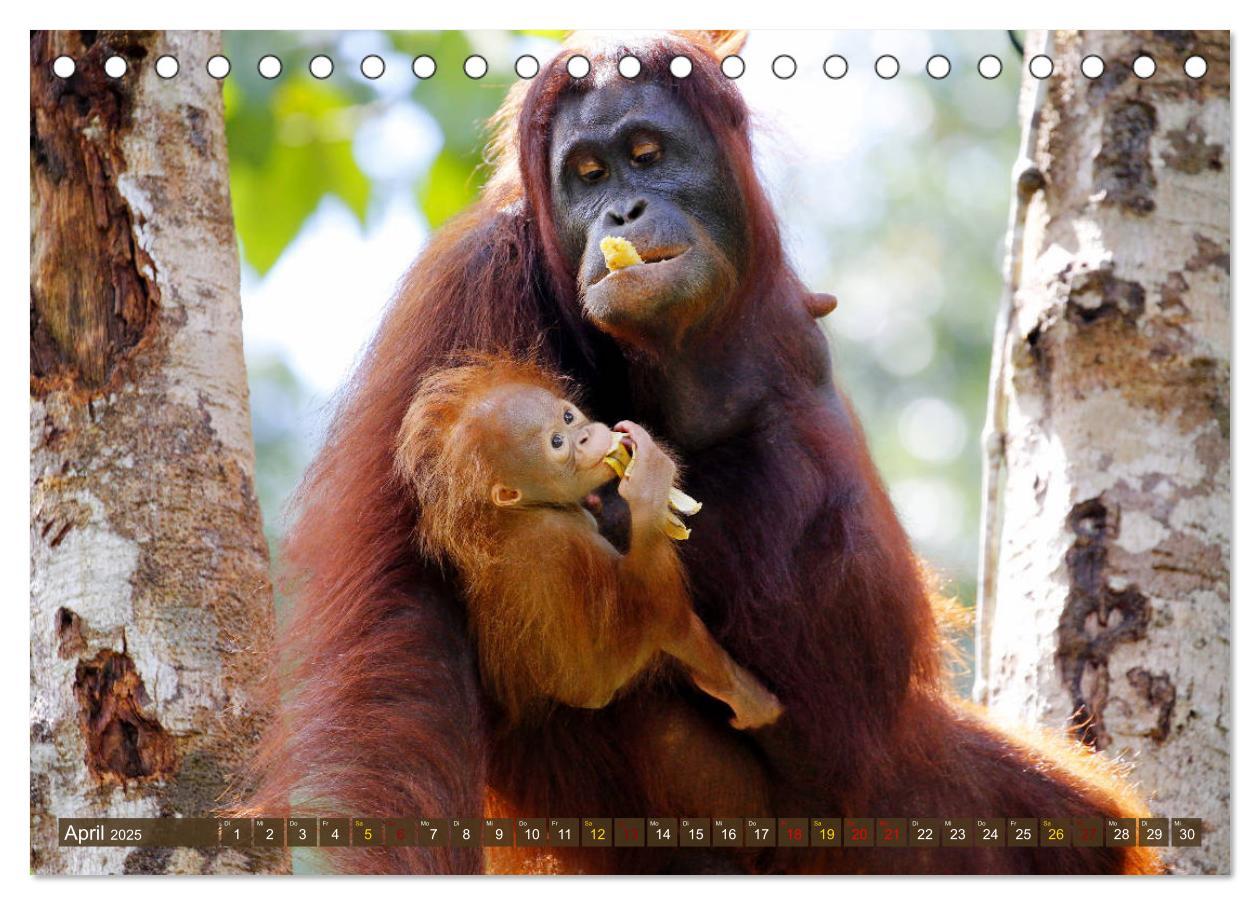 Bild: 9783435355327 | Waldmenschen - Orang Utans auf Borneo (Tischkalender 2025 DIN A5...