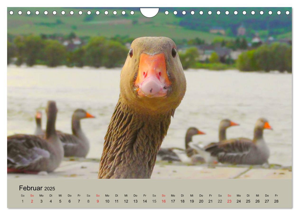 Bild: 9783435316755 | Gänse. Von wegen dumme Gans! (Wandkalender 2025 DIN A4 quer),...