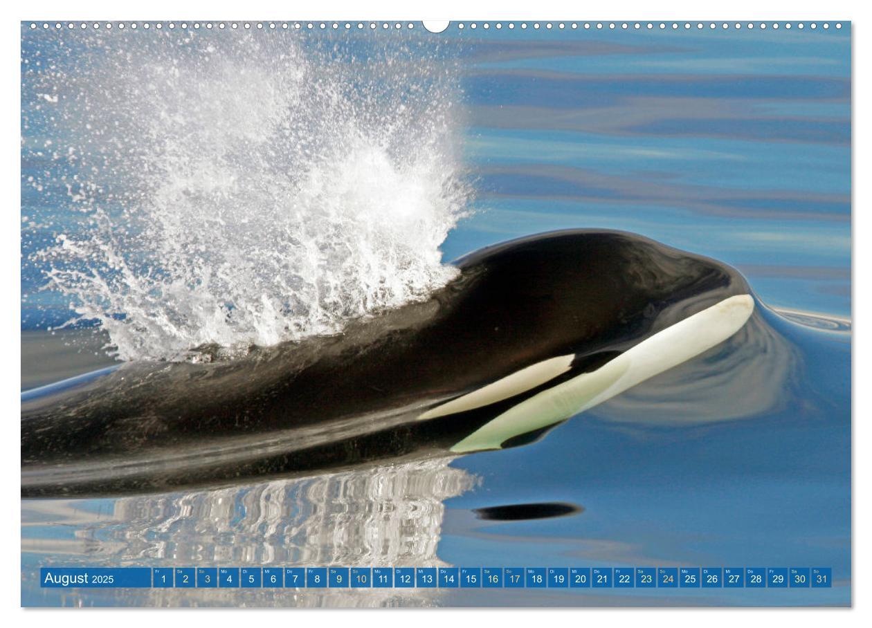 Bild: 9783383865626 | Orcas: Schwarz-weiße Giganten (Wandkalender 2025 DIN A2 quer),...