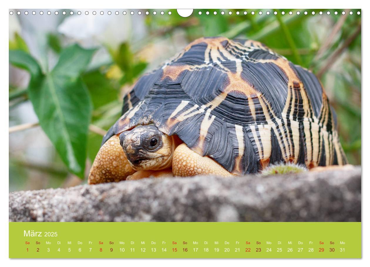 Bild: 9783435315505 | Meine Schildkröten (Wandkalender 2025 DIN A3 quer), CALVENDO...