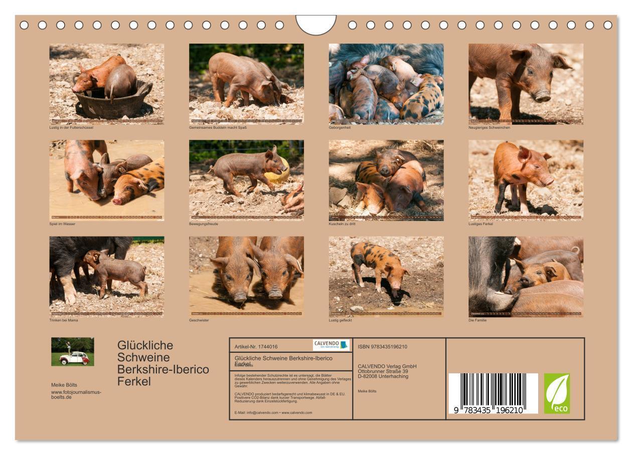 Bild: 9783435196210 | Glückliche Schweine Berkshire-Iberico Ferkel (Wandkalender 2025 DIN...