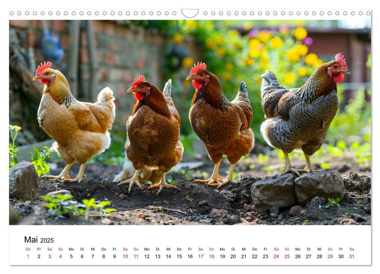 Bild: 9783457174906 | Hühner Federvieh (Wandkalender 2025 DIN A3 quer), CALVENDO...