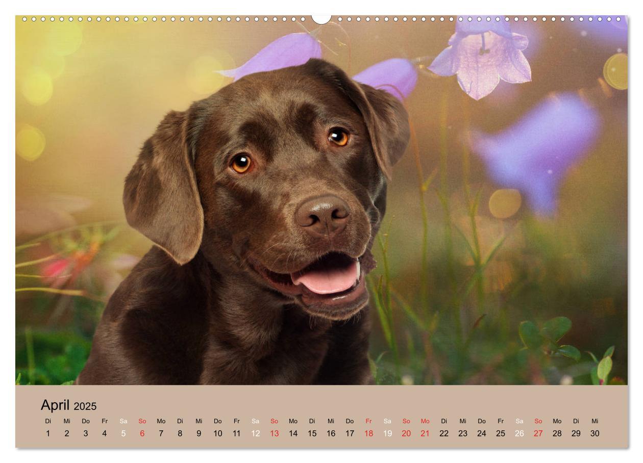 Bild: 9783435160860 | Labrador Retriever unsere Freunde (Wandkalender 2025 DIN A2 quer),...