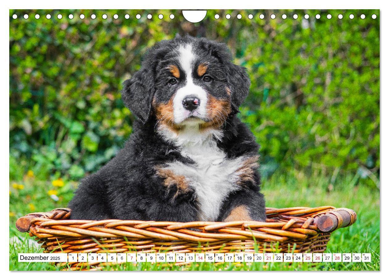 Bild: 9783435215737 | Kleine Herzen auf 4 Pfoten - Berner Sennenhunde (Wandkalender 2025...