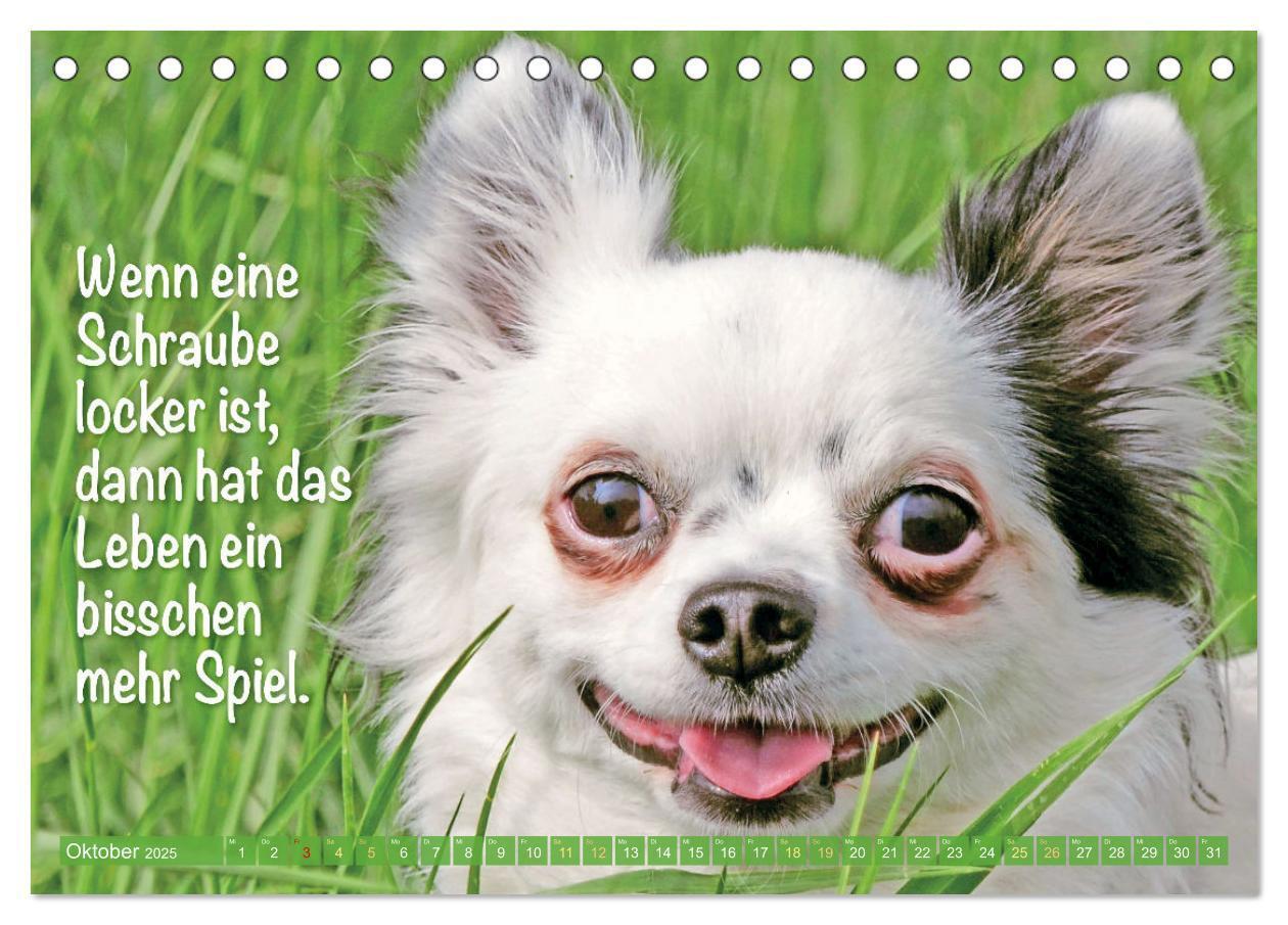 Bild: 9783457199879 | Chihuahua: Kleine Hunde, aber oho (Tischkalender 2025 DIN A5 quer),...