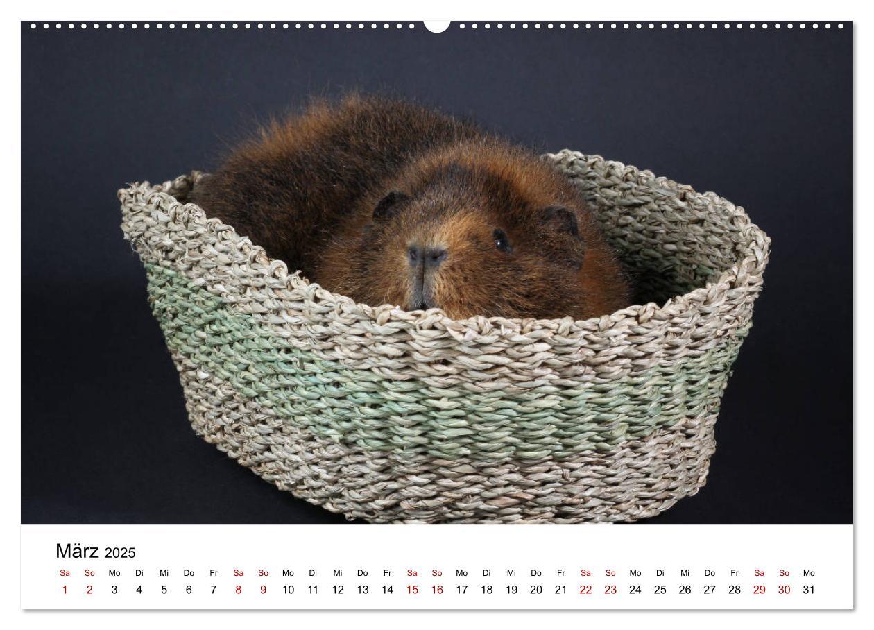 Bild: 9783435447978 | Unsere Meerschweinchen (Wandkalender 2025 DIN A2 quer), CALVENDO...