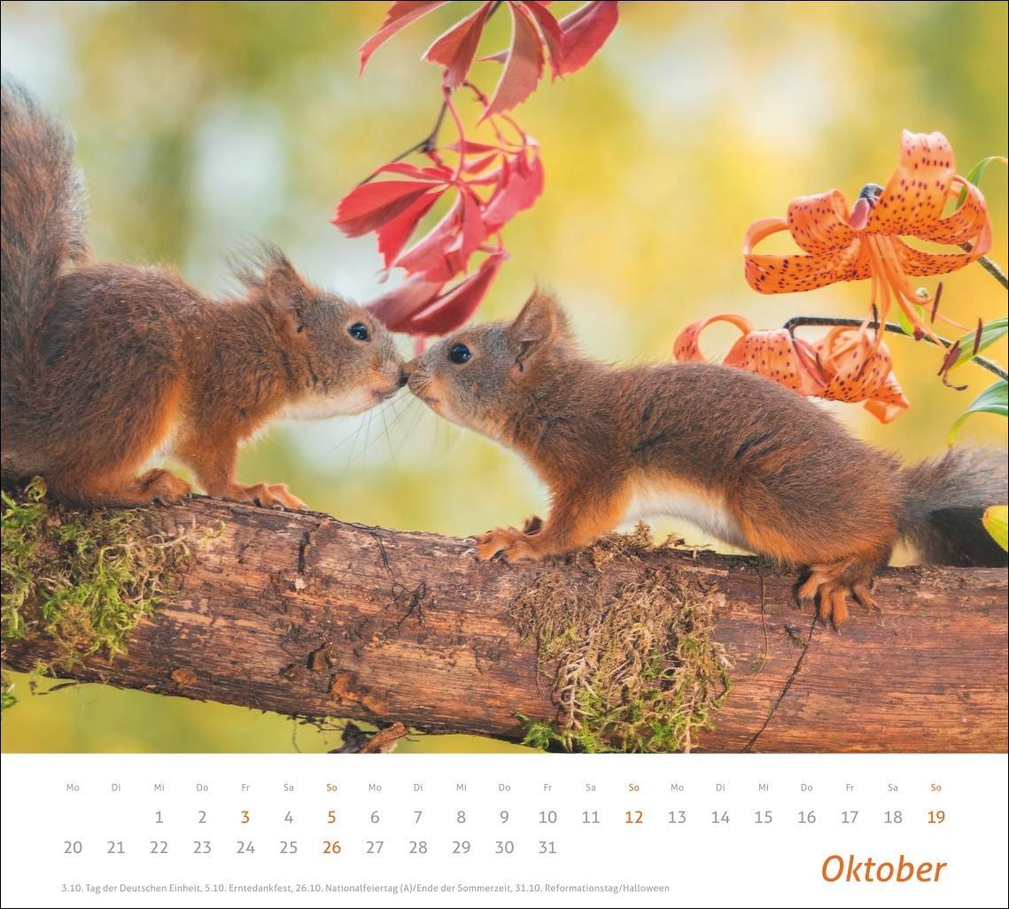 Bild: 9783756406869 | Eichhörnchen Bildkalender 2025 | Kalender | times&amp;more Kalender Heye