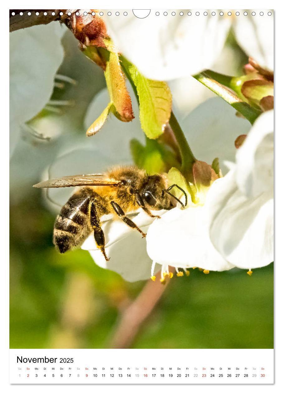 Bild: 9783435966448 | BIENEN - Kleine Nützlinge ganz nah (Wandkalender 2025 DIN A3 hoch),...