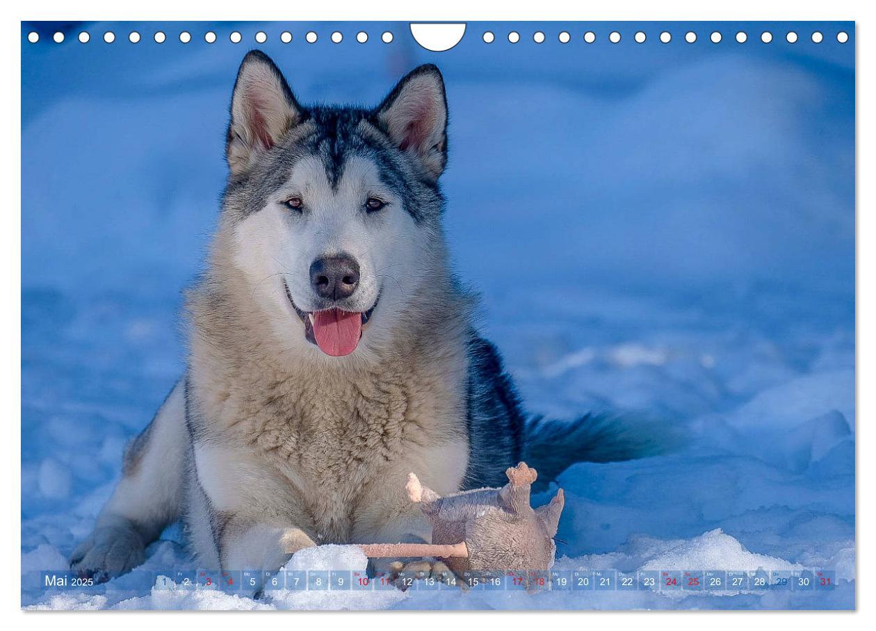 Bild: 9783435214730 | Alaskan Malamute in seinem Element (Wandkalender 2025 DIN A4 quer),...