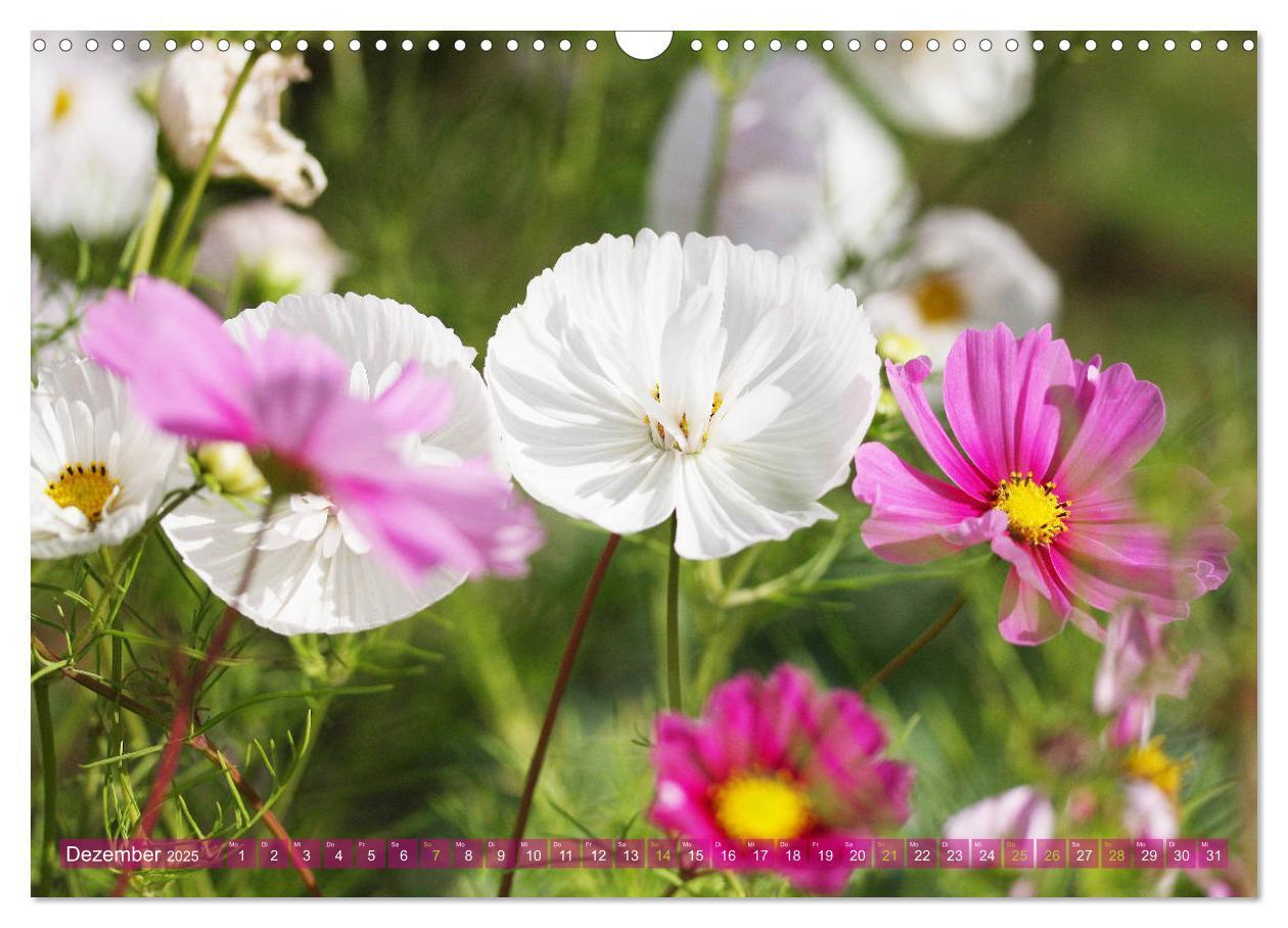 Bild: 9783435172696 | Beschwingte Blumenwelt (Wandkalender 2025 DIN A3 quer), CALVENDO...