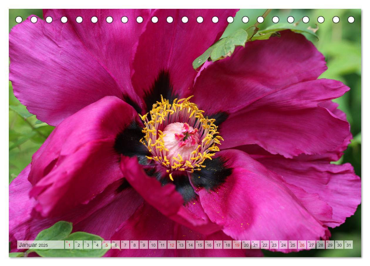 Bild: 9783435283996 | PFINGSTROSEN Rosen ohne Dornen (Tischkalender 2025 DIN A5 quer),...