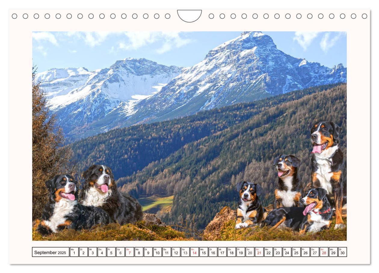 Bild: 9783435136001 | Berner Sennenhunde - Träumereien (Wandkalender 2025 DIN A4 quer),...